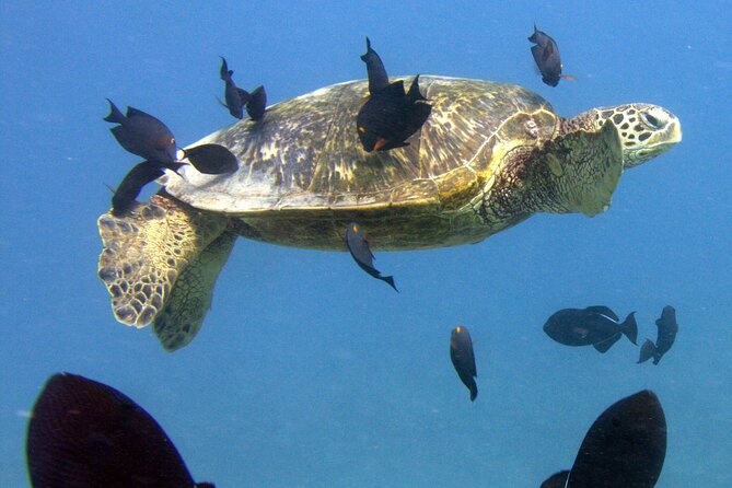 First Time Introductory Scuba Dive - How Choppy Conditions Can Change Your Comfort Level
