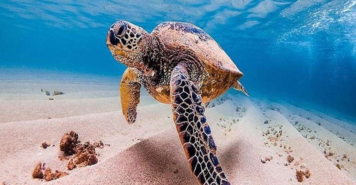 From Waikiki: Oahu Grand Circle Island Experience - Price and value: what you’re paying for at $165