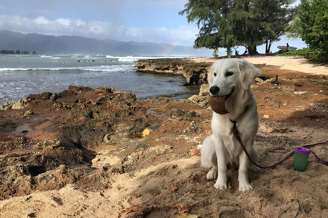Group Surf Lessons for beginners on the North Shore of Oahu - Price and Value: Is $150 for 2 Hours Worth It?