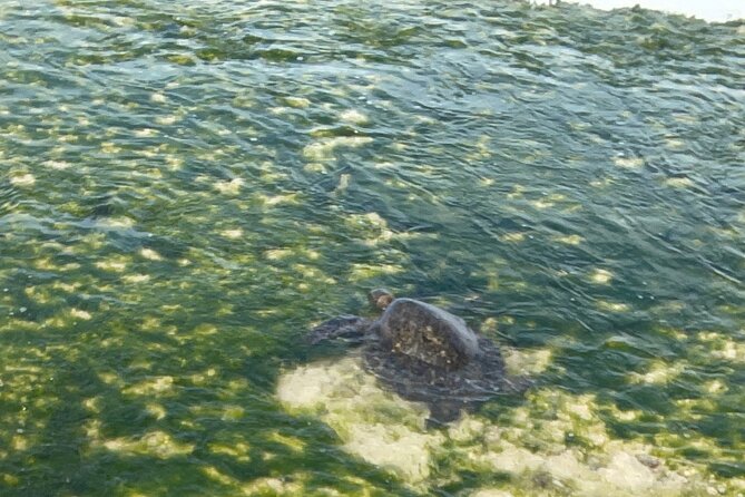 Half Day Deluxe Island Movie Tour: LOST, Jurassic, Pirates - LOST’s Haleiwa beach set and the turtle guarantee