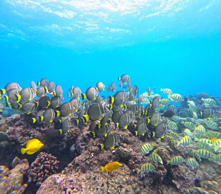 Hanauma Bay Guided Snorkel Tour with guaranteed entrance - Price: What You’re Paying For (and What You’re Not)