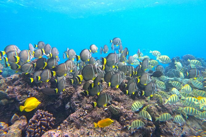 Hanauma Bay Guided Snorkel Tour (with guaranteed entrance time) - Value for money: when this tour is a smart buy
