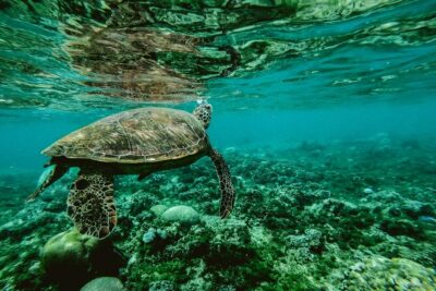 Hanauma Bay Snorkel - Pickup, timing, and the 4-hour Honolulu rhythm
