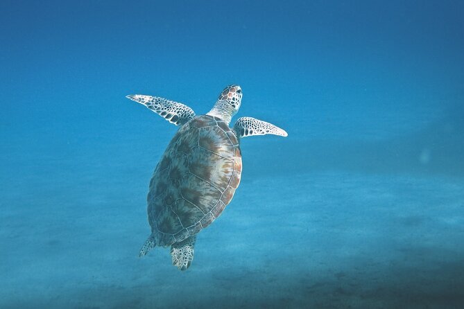 Hanauma Bay Snorkel - Price and value: $56 plus the $25 park entry fee