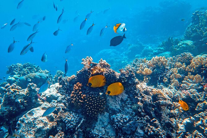 Hanauma Bay Snorkel - Who should book this Hanauma Bay snorkeling tour
