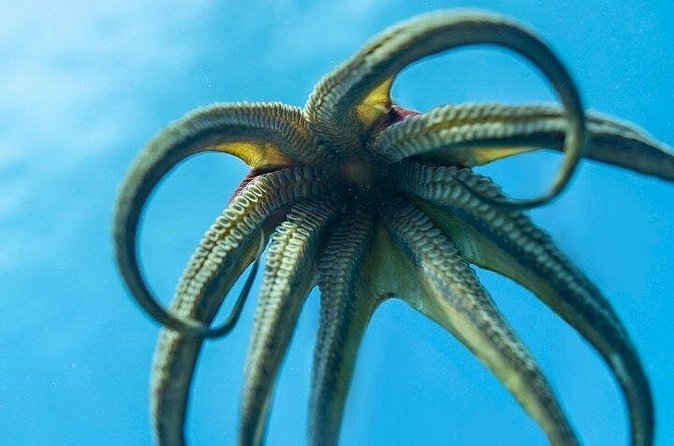 Hawaii DISCOVER Beginner + Certified 2 Tank Shallow Scuba Diving - The Oahu coastline route: why Waikiki, Ala Moana, Kewalo Basin, and Diamond Head matter