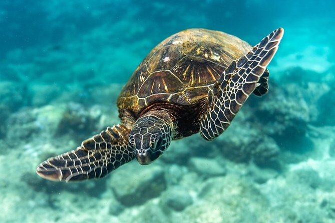 Hawaii DISCOVER Beginner + Certified 2 Tank Shallow Scuba Diving - Should you book this Waikiki 2-tank program?