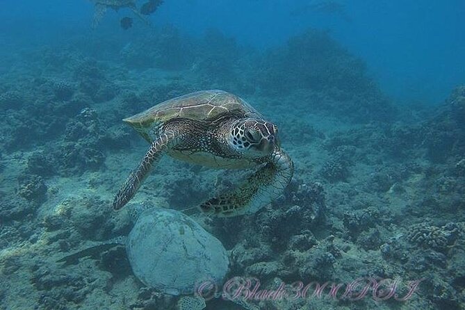 Hawaii DISCOVER Beginner + Certified 2 Tank Shallow Scuba Diving - Picking morning or afternoon in Oahu: why timing affects comfort