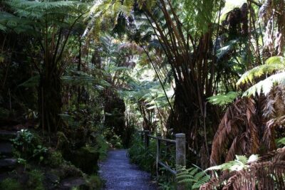 Hawaii Volcanoes National Park Experience From the Big Island - Kona coffee first: Greenwell Farms without the tourist fluff
