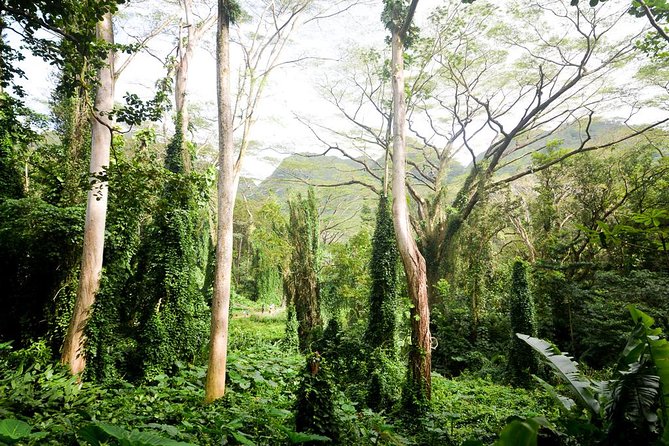 Hawaiian Waterfall Hike - Manoa Rainforest Morning: what this 2-mile loop is really like