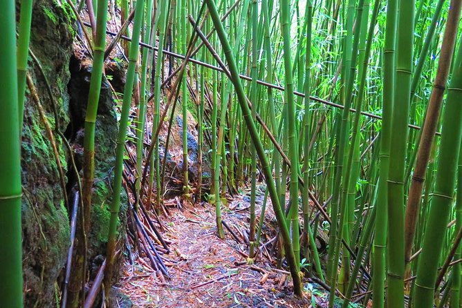 Hawaiian Waterfall Hike - Small-group dynamics: why the guide matters more than you think