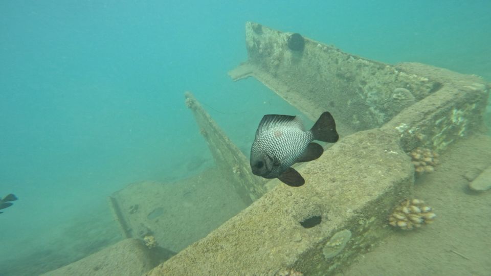 Honolulu: Beginner Scuba Diving Tour With Free Videos - Magic Island Lagoon: Why This Protected Water Works for First-Timers