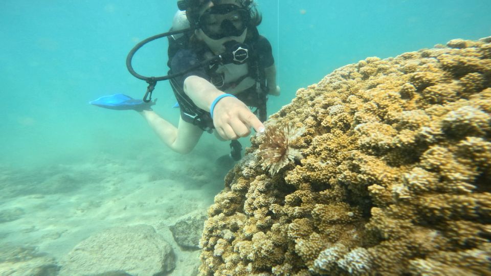 Honolulu: Beginner Scuba Diving Tour With Free Videos - The 90-Minute Flow: Briefing, Gear Fit, Practice, Then Time Underwater