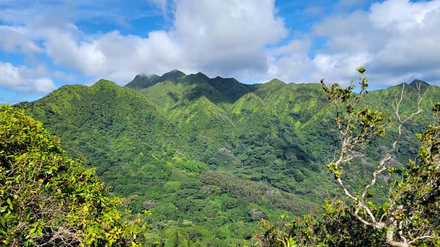Honolulu: Hawaiian Volcanic Rainforest Hike - Key Points You’ll Care About Before You Go