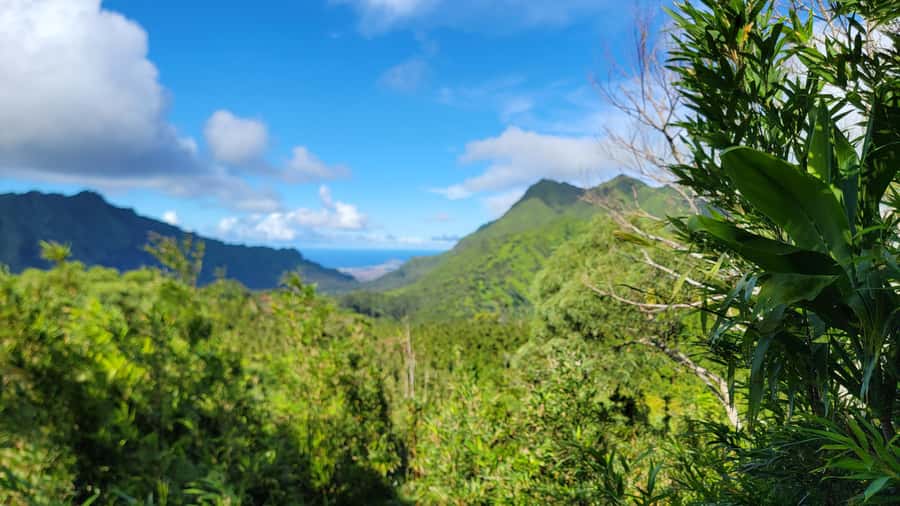 Honolulu: Hawaiian Volcanic Rainforest Hike - Hiking the Ko‘olau Slopes: Volcanic Rainforest and Real O‘ahu Views