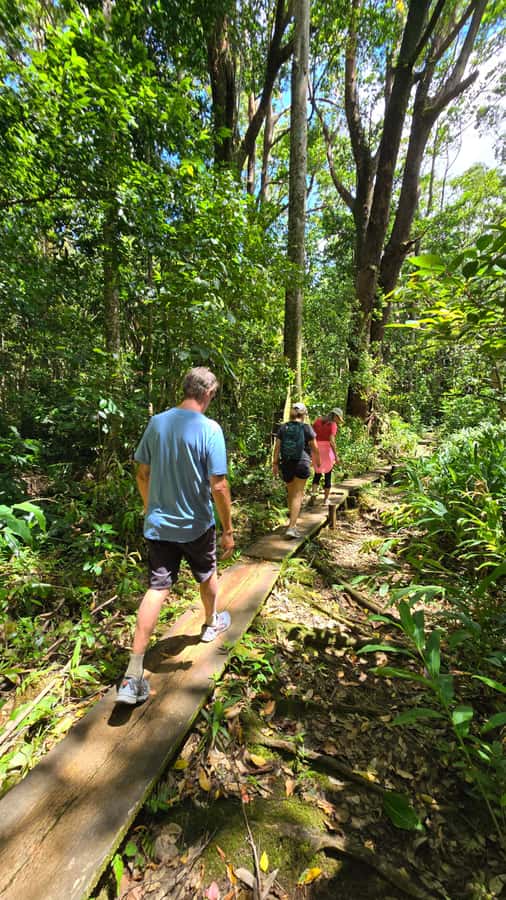 Honolulu: Hawaiian Volcanic Rainforest Hike - Native Forest Highlights: Konahuanui and Rare Plant Spotting