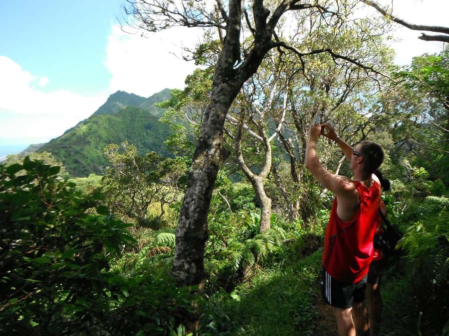 Honolulu: Hawaiian Volcanic Rainforest Hike - Your Guide on the Trail: How Explanations Make the Hike Worth It