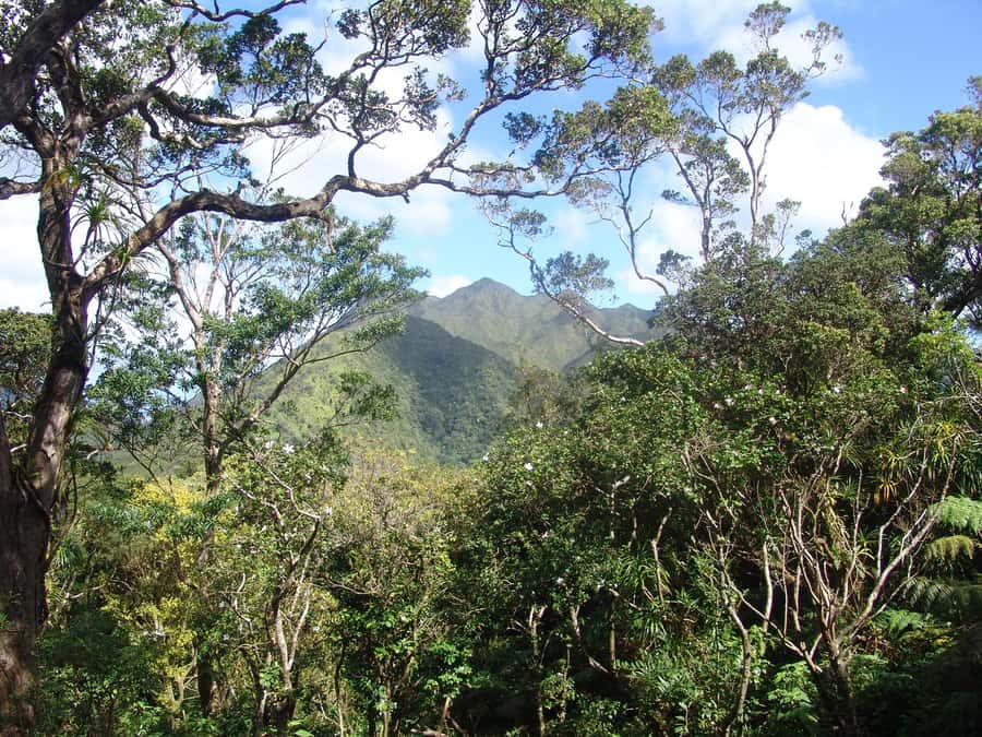 Honolulu: Hawaiian Volcanic Rainforest Hike - What to Bring: The Small Stuff That Saves Your Day