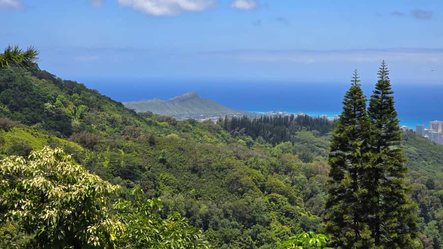 Honolulu: Hawaiian Volcanic Rainforest Hike - Price and Value: Is $90 Worth a 3-Hour Volcano Rainforest Hike?