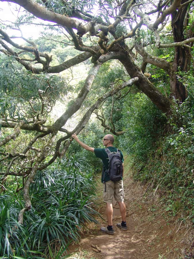 Honolulu: Hawaiian Volcanic Rainforest Hike - Who This Hike Suits (And Who Should Skip It)