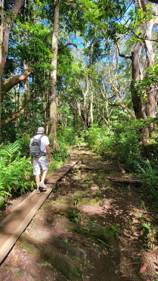 Honolulu: Hawaiian Volcanic Rainforest Hike - The 600-Foot Elevation Gain: Moderate, But Not Casual