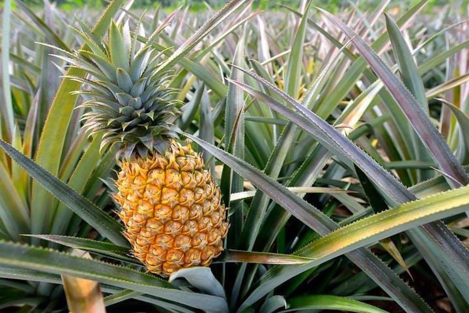 Honolulu: Oahu Island Highlights Tour with Multiple Stops - Dole Plantation stop: what you get (and what you skip)