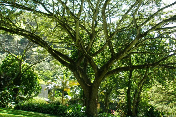 Ko Olina to North Shore Experience -Waimea Falls, Beaches & more - Haleiwa Town, Matsumoto Shave Ice, and the Fun-Not-Too-Serious Finish