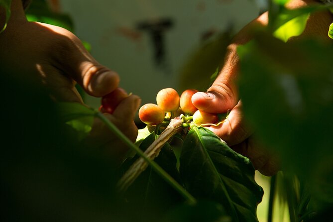 Kona Coffee Tasting: A Farm to Cup Experience - The 3-coffee flight: varieties, processing, fermentation, and roast