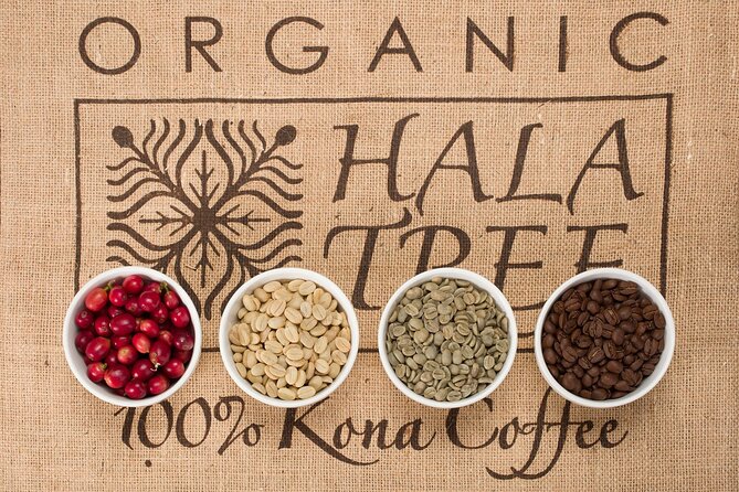 Kona Coffee Tasting: A Farm to Cup Experience - How to taste like a pro using mouth-open aroma and nose-breathing
