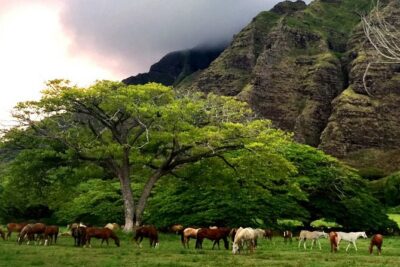 Kualoa Ranch - Horseback Walking Tour - The two-hour horseback walk: what it feels like in real life