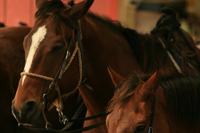 Kualoa Ranch - Horseback Walking Tour - WWII bunkers and Hawaiian storytelling on horseback