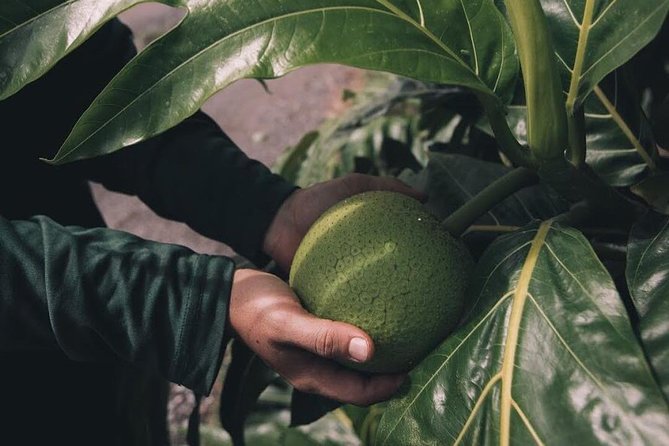 Kualoa Ranch - Kualoa Grown Tour - Professional guide + small group size: how you get more out of the 90 minutes