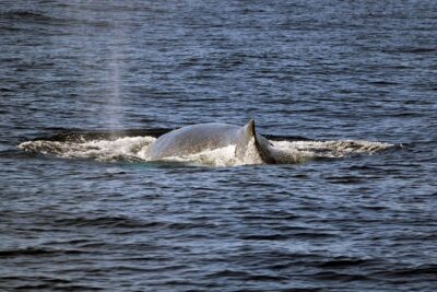 Luxury Snorkel Cruise, Local Buffet with Whale & Dolphin Watch - The Snorkel Stop: Gear, Instruction, and the Comfort Details