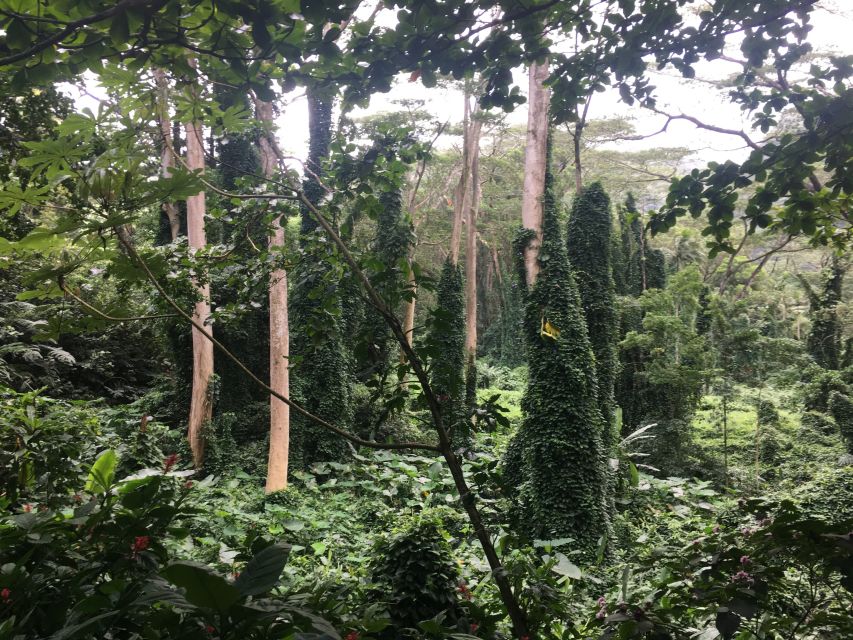 Manoa Falls eBike to Hike - Honolulu by bike: the ride that sets up the climb