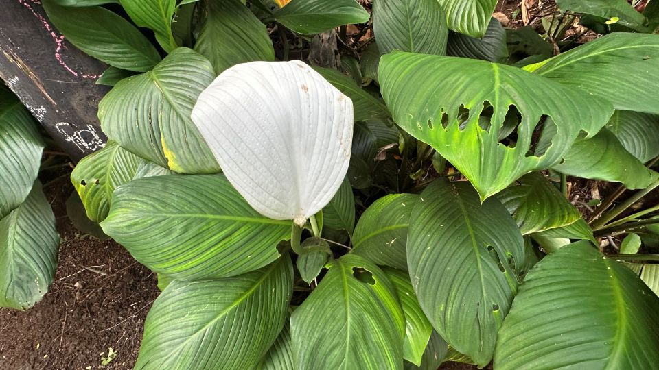 Manoa Falls eBike to Hike - The ride back to Waikiki plus a food stop that can vary