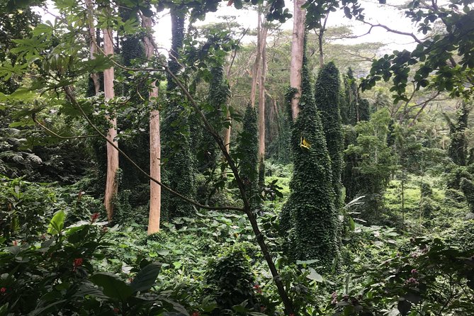 Manoa Falls-Electric Bike to Hike Experience Local meal included - How the guide experience changes the trip