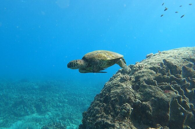 Marine Ecology Snorkel from Electric Beach Oahu with Photos - Kahe Point reef lessons, not a typical snorkel