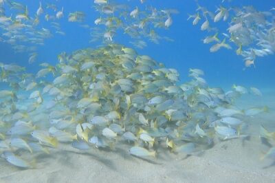 Marine Ecology Snorkel from Electric Beach Oahu with Photos - The 2-hour flow: briefing, about one hour snorkeling, then wrap-up