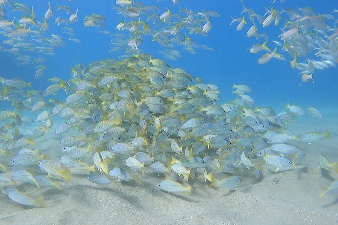 Marine Ecology Snorkel from Electric Beach Oahu with Photos - The 2-hour flow: briefing, about one hour snorkeling, then wrap-up