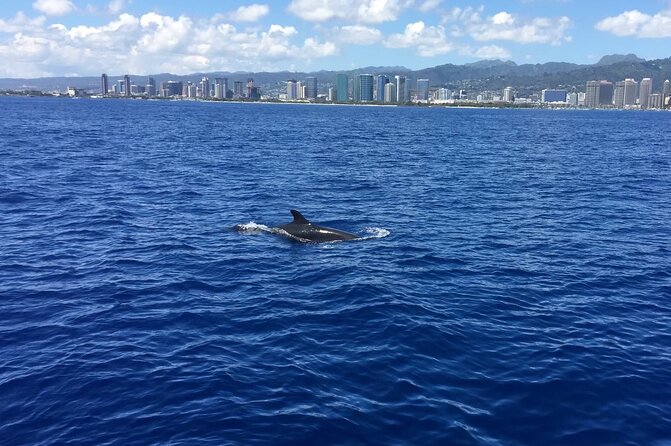 Moana’s VIP Waikiki Turtle Snorkeling Experience on Nalu - Nalu on Waikiki: what the VIP small-group setup really feels like