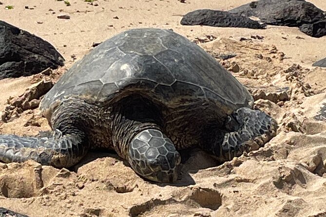North Shore day,Waterfalls and Turtles Tour - Price and value: what you’re paying for (and what’s extra)