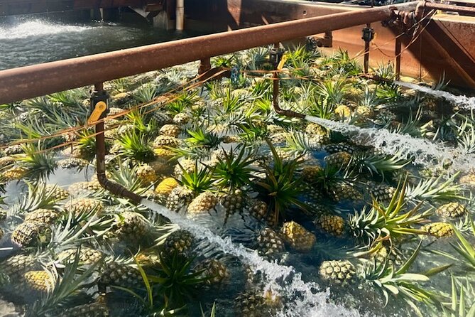 North Shore Dole Pineapple Farm Tour - Why This North Shore Tour Feels Efficient (and Not Rushed)