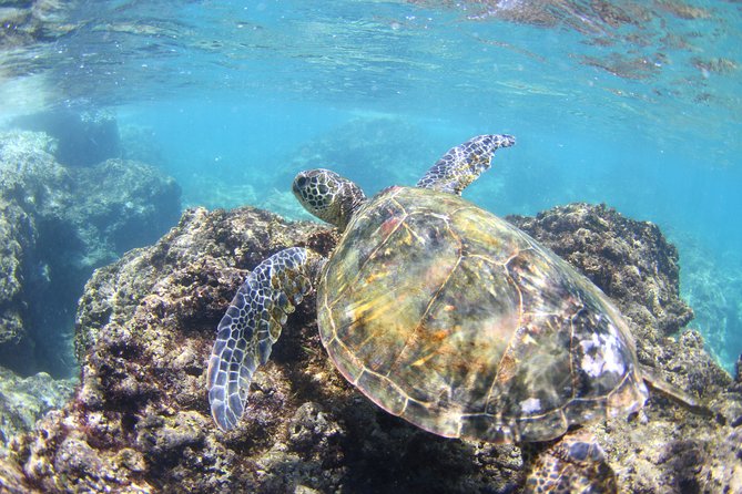 North Shore Stand-Up Paddleboard Lesson - The flow of the ride: upstream out, gentle turn, back again