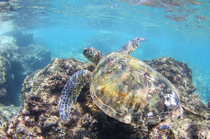 North Shore Stand-Up Paddleboard Lesson - Stop on the river end: a switch from river glide to mountain-stream calm