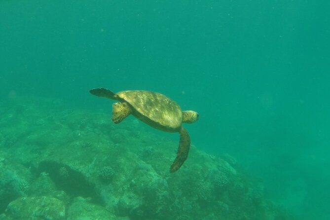 Northshore ocean adventure and circle islandJeep Tour- Guaranteed to see turtles - Laʻie Point and Kahuku: native birds, cliff-jump energy, and guaranteed turtles