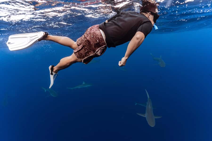 Oahu: Cageless Shark Dive Adventure - Key things to know before you book