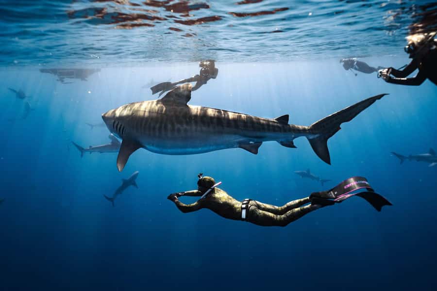 Oahu: Cageless Shark Dive Adventure - Why Oahu’s North Shore is built for a cage-free shark swim