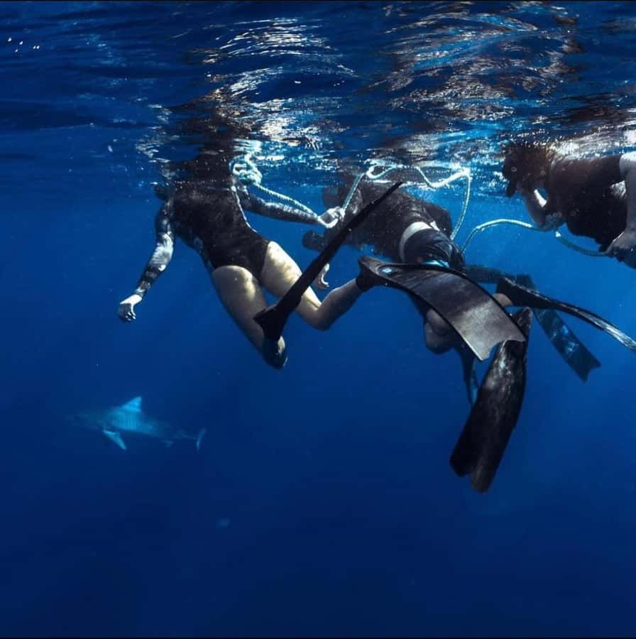 Oahu: Cageless Shark Dive Adventure - The 66-105 Haleiwa Rd meetup and the 2-hour flow