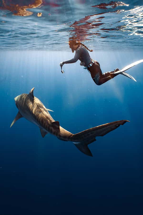 Oahu: Cageless Shark Dive Adventure - How the safety system works without cages