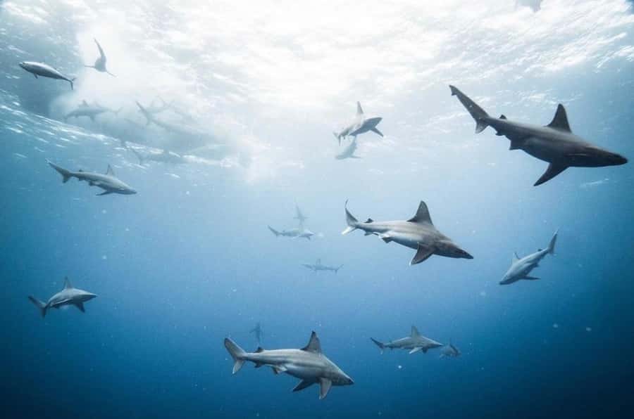 Oahu: Cageless Shark Dive Adventure - What’s included (and what you should bring)